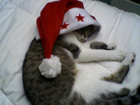 petit chat de no�l!